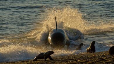 Photo of Orcas en Península Valdés: los impactantes ataques a lobos marinos únicos en el mundo