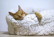 Photo of Cómo enseñarle a tu gato a dormir en su cama, según un experto