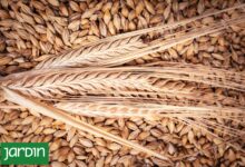 Photo of Cebada: Es el quinto cereal más cultivado en el mundo, superfácil de cocinar y benéfico para la salud