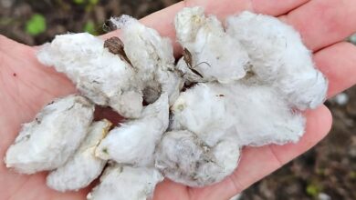 Photo of “Las plantas colapsaron”: el 70% del algodón sufrió un dramático combo y temen por un default