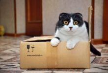 Photo of Por qué los gatos se esconden dentro de cajas