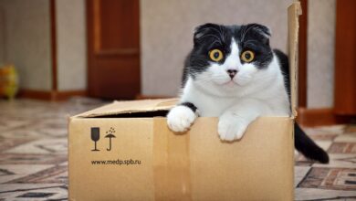 Photo of Por qué los gatos se esconden dentro de cajas