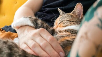 Photo of Cuáles son los beneficios para el cerebro de tener a un gato como mascota