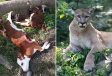 Photo of “Esta situación es insostenible”: un puma mató 12 terneros y crece la angustia entre los productores