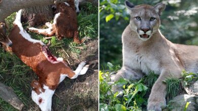 Photo of “Esta situación es insostenible”: un puma mató 12 terneros y crece la angustia entre los productores