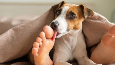 Photo of Qué significa que tu perro te lama los pies