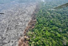 Photo of COP 16: qué se discutirá en la cumbre mundial de biodiversidad y por qué es una oportunidad para América Latina