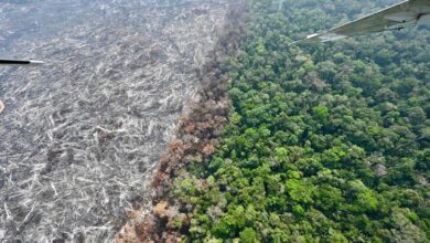 Photo of COP 16: qué se discutirá en la cumbre mundial de biodiversidad y por qué es una oportunidad para América Latina