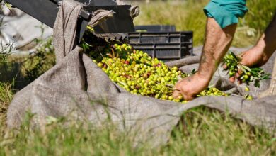 Photo of Ruta del Olivo: un nuevo circuito entre sierras y arroyos para degustar aceites de calidad