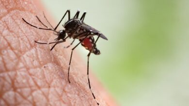 Photo of Confirmaron dos casos autóctonos de dengue en Córdoba: hay preocupación por un brote