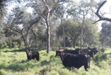 Photo of Opinión. Vacas más bosques: una oportunidad crucial para alinear la producción con la sostenibilidad