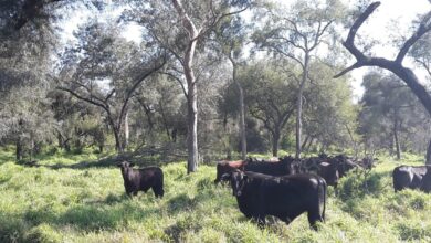 Photo of Opinión. Vacas más bosques: una oportunidad crucial para alinear la producción con la sostenibilidad