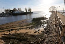 Photo of Interrogante: tras la intoxicación masiva de los nadadores en Uruguay, ¿qué tan contaminado está el Río de la Plata?