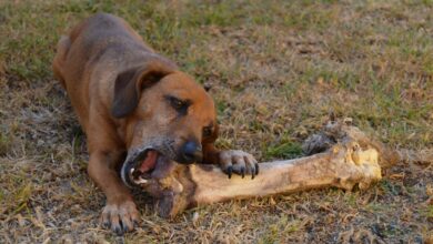 Photo of Cuáles son las cinco cosas que no podés hacer nunca con tu perro, según un veterinario