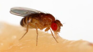 Photo of Cómo eliminar las mosquitas de la humedad con una fórmula casera y de bajo costo