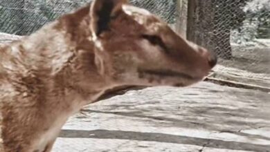 Photo of El sorprendente hallazgo que podría devolverle la vida al extinto tigre de Tasmania