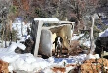 Photo of Lo vio solo y atado en una montaña nevada, habló con el dueño y ante la cruel respuesta supo que tenía que actuar: “No lo quería soltar”