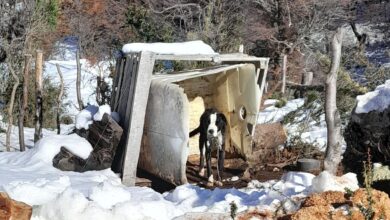 Photo of Lo vio solo y atado en una montaña nevada, habló con el dueño y ante la cruel respuesta supo que tenía que actuar: “No lo quería soltar”