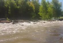 Photo of “Todo se comienza a desmadrar”: preocupación por una invasión de jabalíes que asolan en una región con graves pérdidas y generan miedo