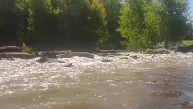 Photo of “Todo se comienza a desmadrar”: preocupación por una invasión de jabalíes que asolan en una región con graves pérdidas y generan miedo