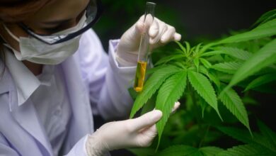 Photo of Cannabis: una decisión oficial pone en riesgo la creación de 10.000 empleos y u$s50 millones de exportaciones