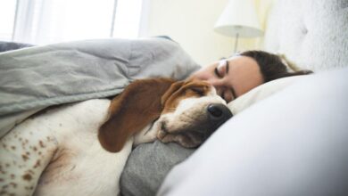 Photo of ¿Por qué tu perro da vueltas antes de dormir? Las razones detrás de este curioso comportamiento