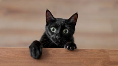 Photo of ¡Alerta Halloween! Por qué muchos no dan en adopción a gatos negros y blancos en octubre