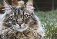 Photo of Gatos: conocé la razón por la que no se les debe cortar los bigotes