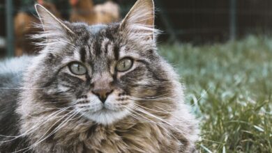 Photo of Gatos: conocé la razón por la que no se les debe cortar los bigotes