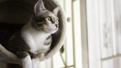 Photo of Esto es lo que piensan los gatos de sus dueños, según un experto en comportamiento felino