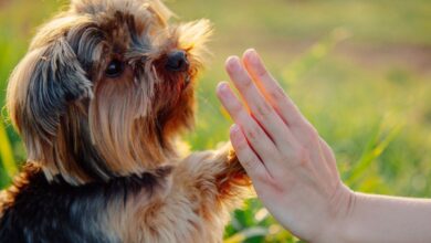 Photo of Los perros están evolucionando otra vez: esta es su nueva fase evolutiva, según la ciencia