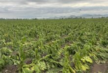 Photo of “Me cansé de sufrir”: un viento arrasó con su cultivo, tiene que devolver una deuda millonaria y cuenta un triste desenlace