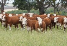 Photo of El secreto que guardan las pasturas para producir más kilos de carne por hectárea