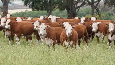 Photo of El secreto que guardan las pasturas para producir más kilos de carne por hectárea