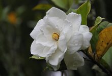 Photo of Cuál es el secreto para mantener los jazmines blancos y perfumados por más tiempo