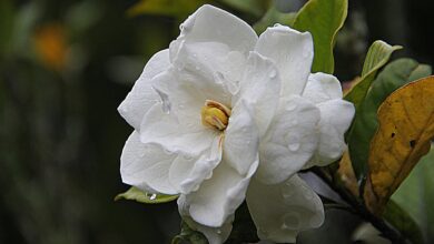 Photo of Cuál es el secreto para mantener los jazmines blancos y perfumados por más tiempo