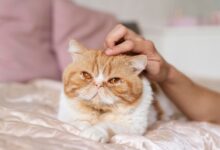 Photo of Almohadillas de valeriana para gatos: el truco natural que puede ayudarlos con el estrés