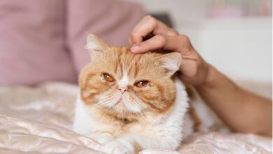 Photo of Almohadillas de valeriana para gatos: el truco natural que puede ayudarlos con el estrés