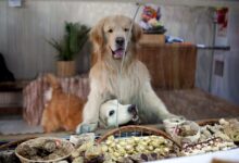 Photo of La primera panadería para perros está en Caballito y es “human friendly”