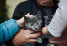 Photo of Por qué los gatos pueden tener la clave para analizar las enfermedades neurodegenerativas