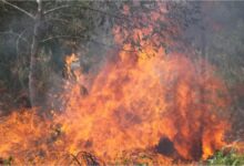 Photo of Crece la preocupación por los incendios en Bolivia: más de 10 millones de hectáreas afectadas