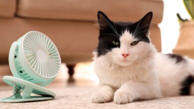 Photo of Estos son los mejores trucos para que tu gato no sufra el calor en el verano