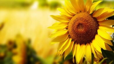 Photo of Argentina logra récord en exportaciones de aceite y subproductos de girasol tras 18 años