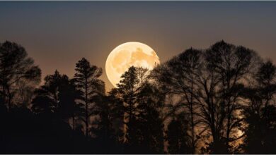 Photo of Luna del Castor 2024: cómo y dónde ver la última superluna del año