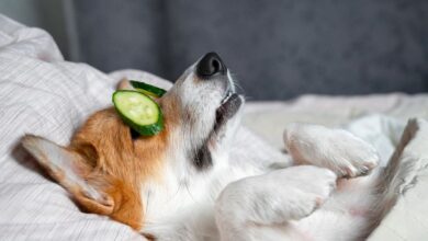 Photo of Lujo para tus mascotas: una famosa marca de ropa lanzó un transportador para perros de más de 50 mil dólares