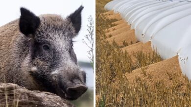 Photo of “El daño es enorme”: el fulminante ataque en un campo de un animal que se reproduce de manera exponencial