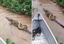 Photo of El video viral de una anaconda sobre un caimán en un pantano al sur de Brasil que sorprendió a todos