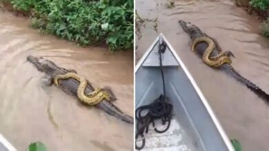 Photo of El video viral de una anaconda sobre un caimán en un pantano al sur de Brasil que sorprendió a todos