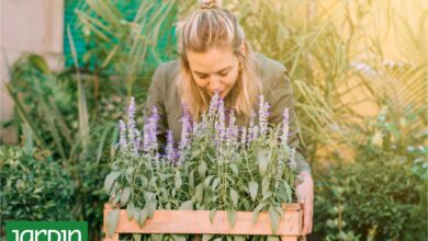 Photo of Una a una, todas las claves para transformar tu jardín en un festín para el olfato