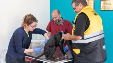 Photo of Se viene una nueva jornada de vacunación y chipeo para mascotas